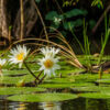 Auf dem Río Dulce
