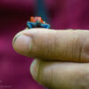 Erdbeer Dart Frog (Oophaga Pumilio)