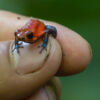 Erdbeer Dart Frog (Oophaga Pumilio)