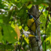 Veilchentrogon (lat.: Trogon violaceus), Bartola - Nicaragua