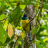 Veilchentrogon (lat.: Trogon violaceus), Bartola - Nicaragua