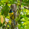 Veilchentrogon (lat.: Trogon violaceus), Bartola - Nicaragua