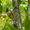 Veilchentrogon (lat.: Trogon violaceus), Bartola - Nicaragua