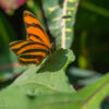 Parque y Mariposario Charco Verde, Ometepe, Departamento de Rivas - Nicaragua