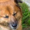 Der Hund der Oyabu's Der Hund der Oyabu's