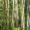 Magome - Japan
