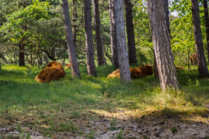 Photo by Alexander Schimmeck • Schottische Hochlandrinder im Dünenreservat • Egmond aan Zee, Noord-Holland - Niederlande • GPS 52°35'50.2188" N 4°37'39.4248" E Schottische Hochlandrinder im Dünenreservat • Egmond aan Zee, Noord-Holland - Niederlande
