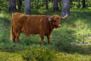 Photo by Alexander Schimmeck • Schottische Hochlandrinder im Dünenreservat • Egmond aan Zee, Noord-Holland - Niederlande • GPS 52°35'50.2188" N 4°37'39.4248" E