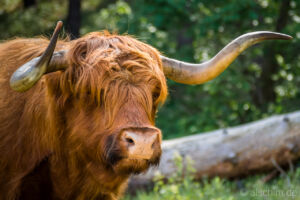 Photo by Alexander Schimmeck • Schottische Hochlandrinder im Dünenreservat • Egmond aan Zee, Noord-Holland - Niederlande • GPS 52°35'49.6932" N 4°37'39.2412" E