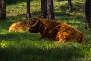 Photo by Alexander Schimmeck • Schottische Hochlandrinder im Dünenreservat • Egmond aan Zee, Noord-Holland - Niederlande • GPS 52°35'49.0488" N 4°37'39.4752" E