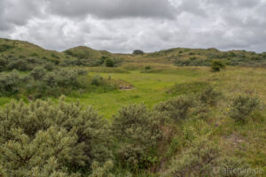 Photo by Alexander Schimmeck • Dünenreservat • Egmond aan Zee, Noord-Holland - Niederlande • GPS 52°36'43.92" N 4°37'40.836" E