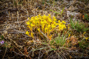 Photo by Alexander Schimmeck • Milder Mauerpfeffer, Dünenreservat • Egmond aan Zee, Noord-Holland - Niederlande • GPS 52°36'36.336" N 4°37'49.626" E • alschim.de