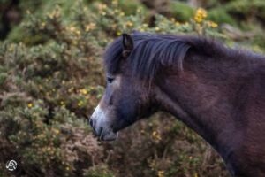 Exmoor Ponys