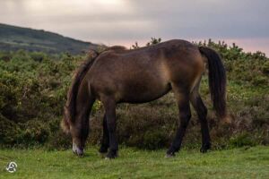 Exmoor Ponys