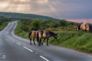 Exmoor Ponys
