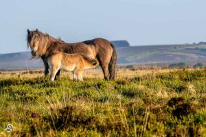 Exmoor Pony mit Fohlen