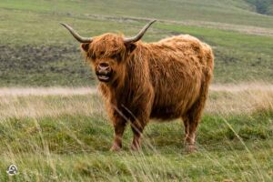 Highland cattle