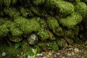 Im Wald